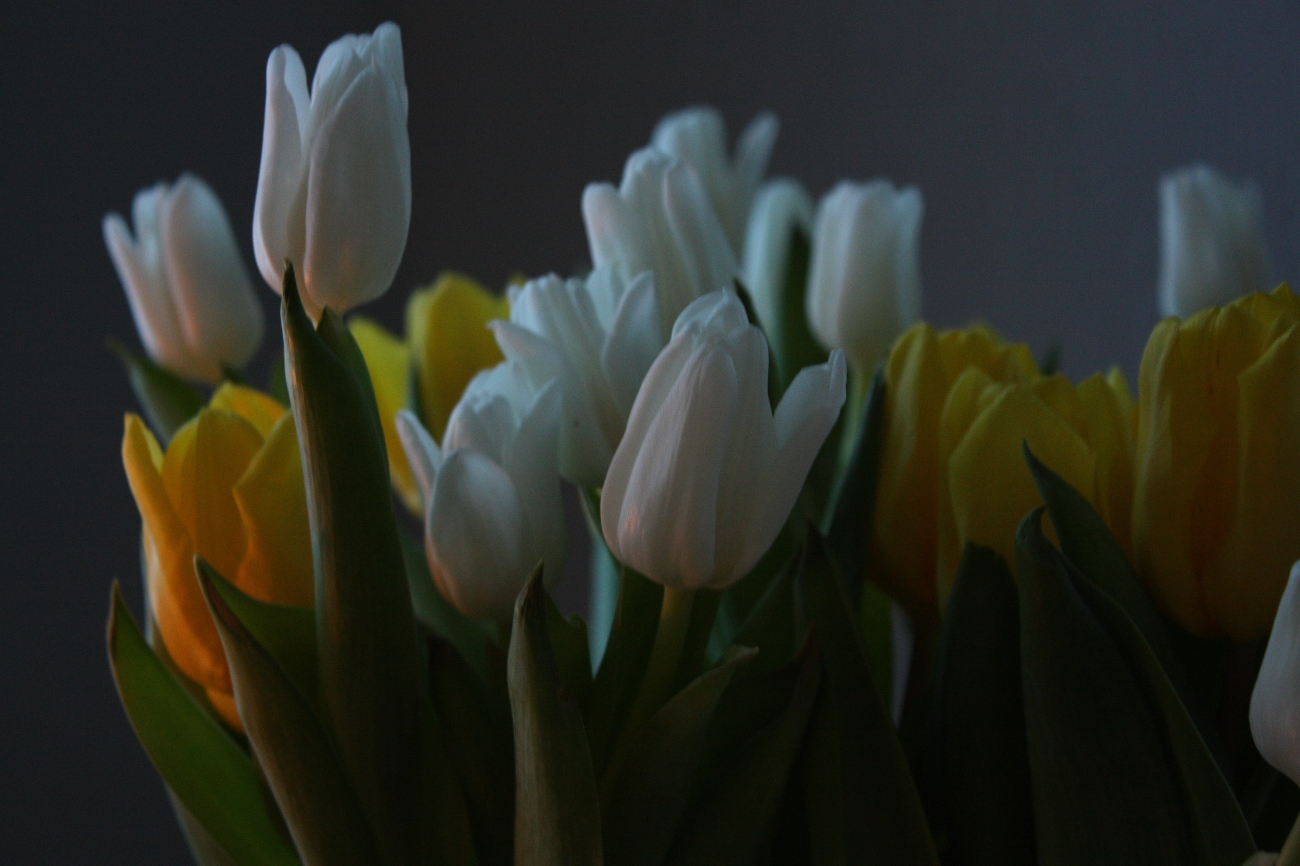 Tulips of Spring – tableofcolors